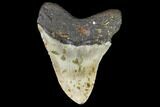 Fossil Megalodon Tooth - North Carolina #108954-2
